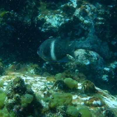 Parma unifasciata (Girdled Scalyfin) at Bawley Point, NSW - 14 Nov 2019 by GLemann