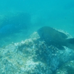 Achoerodus viridis (Eastern Blue Groper) at Bawley Point, NSW - 14 Nov 2019 by GLemann