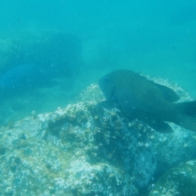 Achoerodus viridis (Eastern Blue Groper) at Bawley Point, NSW - 14 Nov 2019 by GLemann