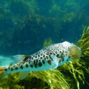 Tetractenos glaber at Bawley Point, NSW - 14 Nov 2019 11:14 AM