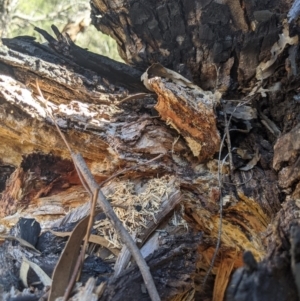 Papyrius nitidus at Latham, ACT - 14 Nov 2019