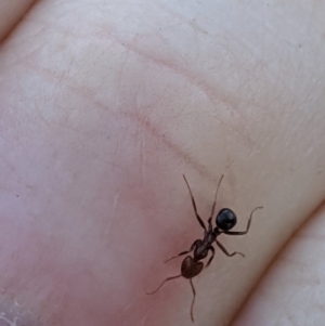 Papyrius nitidus at Latham, ACT - 14 Nov 2019