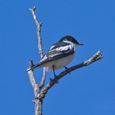 Lalage tricolor (White-winged Triller) at Callum Brae - 13 Nov 2019 by Marthijn