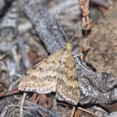 Scopula rubraria (Reddish Wave, Plantain Moth) at Symonston, ACT - 14 Nov 2019 by Marthijn