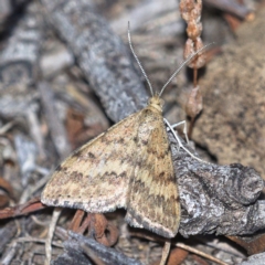 Scopula rubraria (Plantain Moth) at Symonston, ACT - 13 Nov 2019 by Marthijn