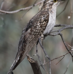 Cacomantis pallidus (Pallid Cuckoo) at Callum Brae - 13 Nov 2019 by Marthijn