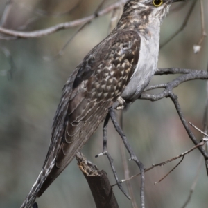 Cacomantis pallidus at Callum Brae - 14 Nov 2019 09:09 AM