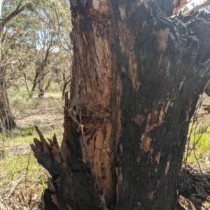 Papyrius nitidus at Latham, ACT - 14 Nov 2019