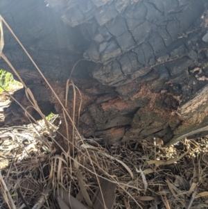 Papyrius nitidus at Latham, ACT - 14 Nov 2019