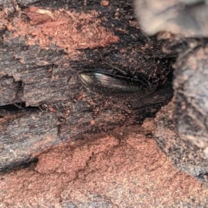 Papyrius nitidus at Latham, ACT - 14 Nov 2019