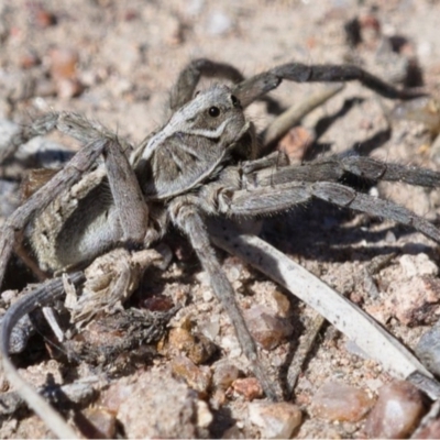 Tasmanicosa godeffroyi (Garden Wolf Spider) at Callum Brae - 13 Nov 2019 by Marthijn
