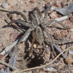 Tasmanicosa godeffroyi at Symonston, ACT - 14 Nov 2019