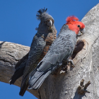 Callocephalon fimbriatum (Gang-gang Cockatoo) at GG34 - 13 Nov 2019 by Marthijn