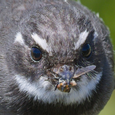 Rhipidura albiscapa (Grey Fantail) at Fyshwick, ACT - 14 Nov 2019 by Marthijn