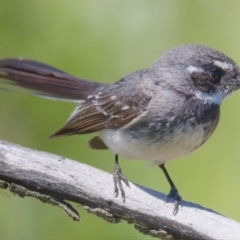 Rhipidura albiscapa at Fyshwick, ACT - 14 Nov 2019 11:14 AM