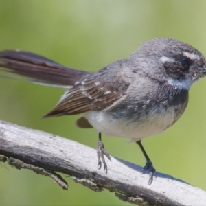 Rhipidura albiscapa at Fyshwick, ACT - 14 Nov 2019 11:14 AM