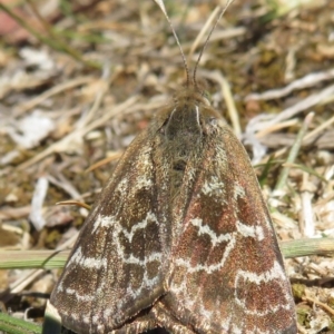 Synemon plana at Narrabundah, ACT - 14 Nov 2019 10:41 AM