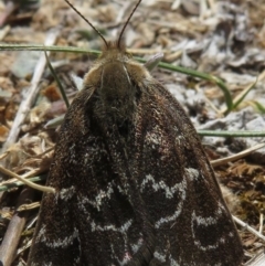 Synemon plana at Narrabundah, ACT - 14 Nov 2019 10:41 AM