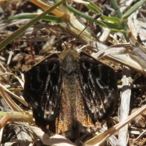 Synemon plana at Narrabundah, ACT - 14 Nov 2019 10:41 AM