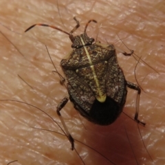 Oncocoris geniculatus (A shield bug) at Narrabundah, ACT - 2 Nov 2019 by RobParnell