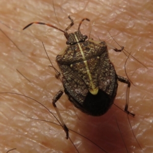 Oncocoris geniculatus at Narrabundah, ACT - 2 Nov 2019