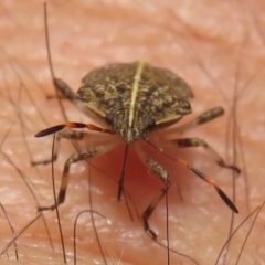 Oncocoris geniculatus at Narrabundah, ACT - 2 Nov 2019