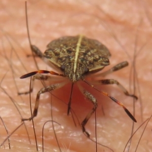 Oncocoris geniculatus at Narrabundah, ACT - 2 Nov 2019