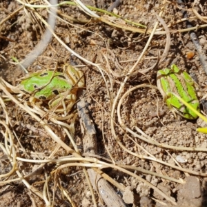 Litoria verreauxii verreauxii at Namadgi National Park - 14 Nov 2019 11:26 AM