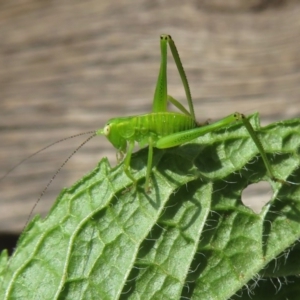 Caedicia simplex at Narrabundah, ACT - 2 Nov 2019 09:49 AM