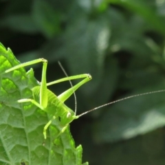 Caedicia simplex at Narrabundah, ACT - 2 Nov 2019