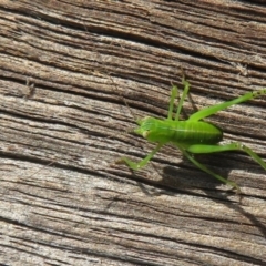 Caedicia simplex at Narrabundah, ACT - 2 Nov 2019 09:49 AM