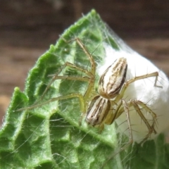 Oxyopes (genus) (Lynx spider) at Narrabundah, ACT - 2 Nov 2019 by RobParnell