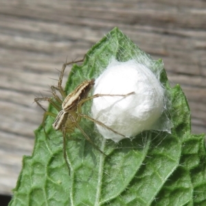 Oxyopes sp. (genus) at Narrabundah, ACT - 2 Nov 2019 10:01 AM