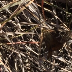 Synemon plana (Golden Sun Moth) at Murrumbateman Grassy Woodland - 13 Nov 2019 by ALCaston