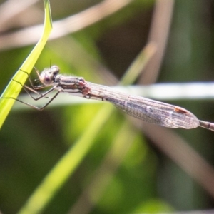 Austrolestes annulosus at Stromlo, ACT - 14 Nov 2019 04:39 PM