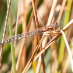 Xanthagrion erythroneurum (Red & Blue Damsel) at Stromlo, ACT - 14 Nov 2019 by SWishart