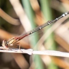 Xanthagrion erythroneurum (Red & Blue Damsel) at Stromlo, ACT - 14 Nov 2019 by SWishart