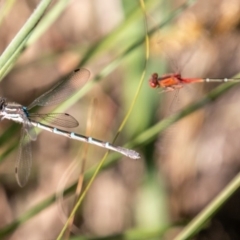 Xanthagrion erythroneurum at Stromlo, ACT - 14 Nov 2019 04:41 PM