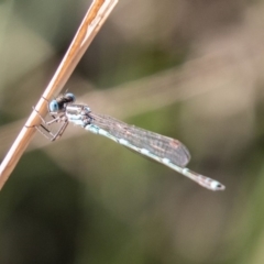 Austrolestes leda (Wandering Ringtail) at Cooleman Ridge - 14 Nov 2019 by SWishart