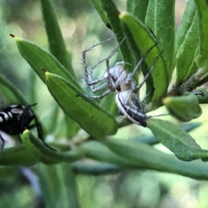 Oxyopes sp. (genus) at Aranda, ACT - 14 Nov 2019 06:17 PM