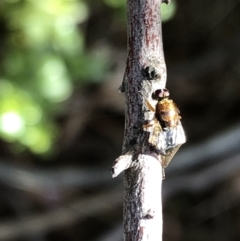 Unverified True fly (Diptera) at Aranda, ACT - 14 Nov 2019 by Jubeyjubes