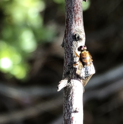 Unidentified True fly (Diptera) at Aranda, ACT - 14 Nov 2019 by Jubeyjubes