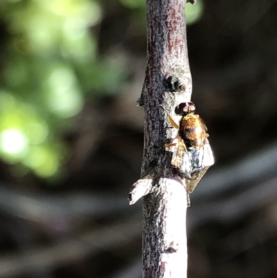 Unverified True fly (Diptera) at Aranda, ACT - 14 Nov 2019 by Jubeyjubes