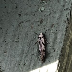 Eusemocosma pruinosa at Aranda, ACT - 14 Nov 2019