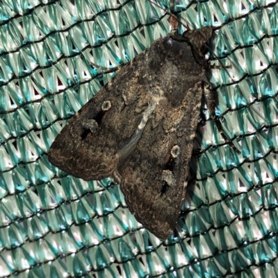 Agrotis infusa (Bogong Moth, Common Cutworm) at Aranda, ACT - 14 Nov 2019 by Jubeyjubes