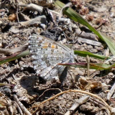 Lucia limbaria (Chequered Copper) at Theodore, ACT - 14 Nov 2019 by owenh