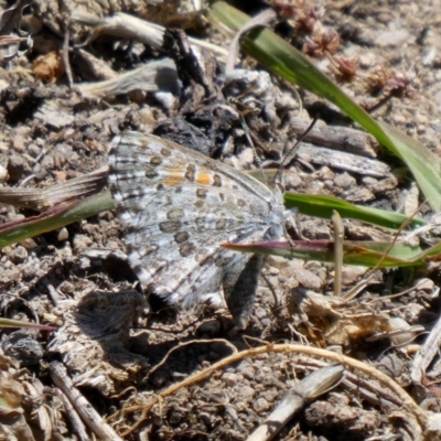 Lucia limbaria (Chequered Copper) at Theodore, ACT - 14 Nov 2019 by Owen