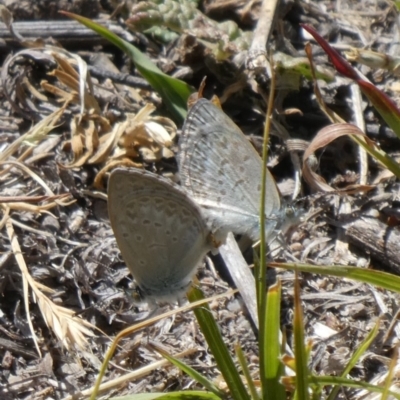 Zizina otis (Common Grass-Blue) at Theodore, ACT - 14 Nov 2019 by owenh