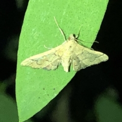 Metasia (genus) (A Crambid moth) at Aranda, ACT - 14 Nov 2019 by Jubeyjubes