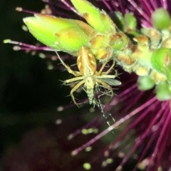Oxyopes sp. (genus) (Lynx spider) at Aranda, ACT - 14 Nov 2019 by Jubeyjubes